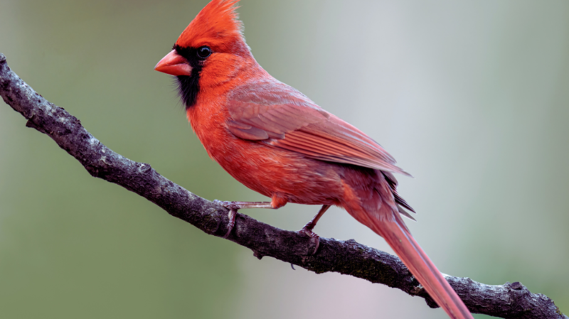 Polk County Wildlife